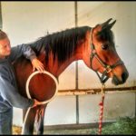 Equipulse PEMF Therapy