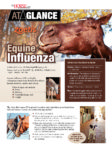 Equine Influenza